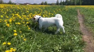 Минусы породы Джек Рассел Терьер/ Стоит ли заводить собаку этой породы?