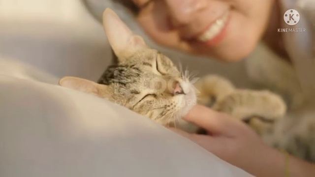 cat videos cartoon new #2022 смотреть онлайн