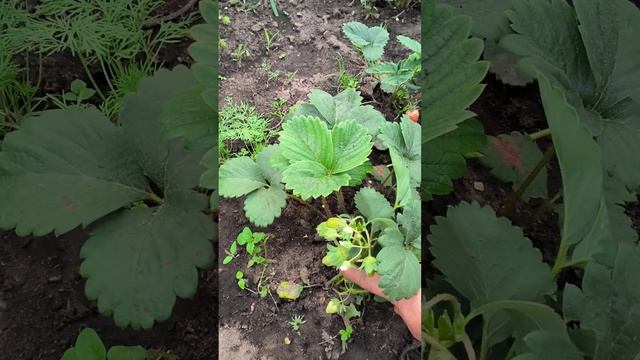 Ранний урожай клубники смотреть онлайн