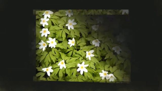 Ветреница дубравная (Anemone Nemorosa)