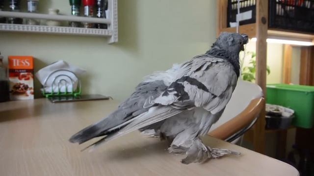 Купили голубей. Узбекские уды смотреть онлайн