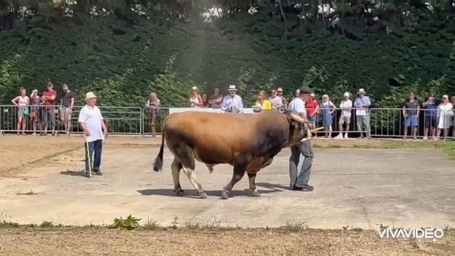 Agrokomplex Aubrac CHAMPION 2022 смотреть онлайн