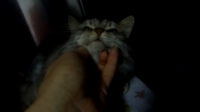 Будищева-кошечка-перелом бедра.MOV смотреть онлайн