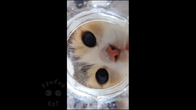 Кривой Кот (Сrooked Cat) Смешные коты#58 ? Приколы с котами лучшее смотреть онлайн