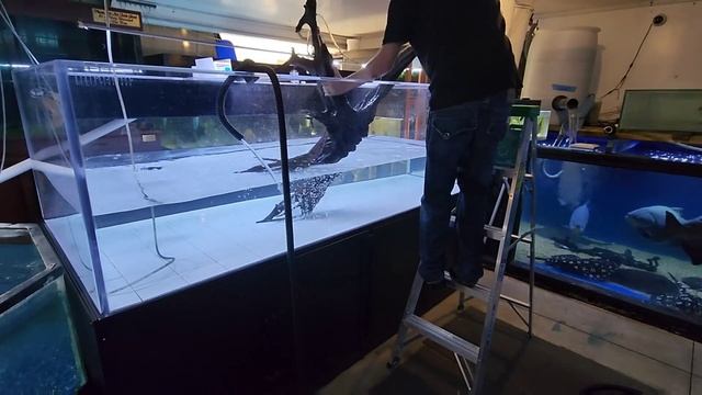 New 600 Gallon Aquarium for Rare Catfish and Stingrays смотреть онлайн