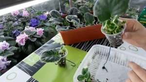 Как вырастить хорошие детки при листе фиалки. Выращивание фиалки из листа.