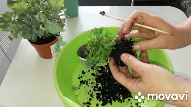 КОМНАТНЫЕ РАСТЕНИЯ(ЦВЕТЫ).НОВИНКИ-ПАПОРОТНИКИ И ИХ ПЕРЕСАДКА. смотреть онлайн