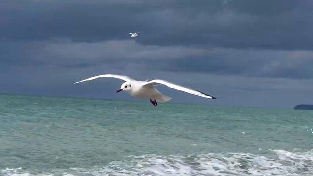 Курс "Режиссёр видеомонтажа" Нетология смотреть онлайн