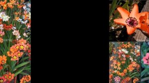 СПАРАКСИС  (SPARAXIS)  сем. Ирисовые