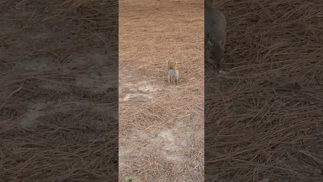 Squirrel run and find food. смотреть онлайн