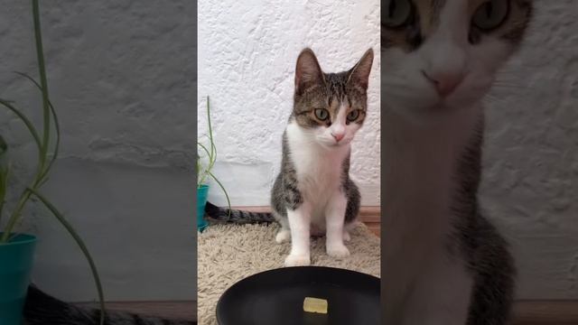 Строительные Совпадения