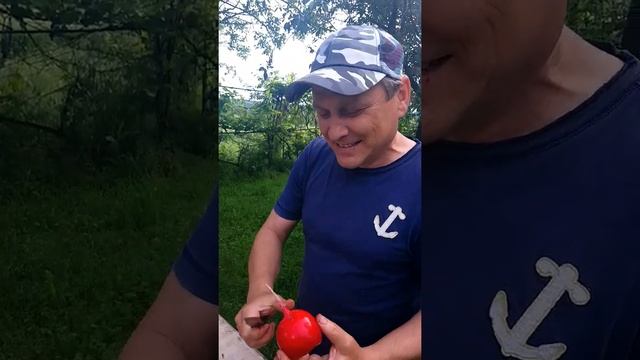 Редиска гигант #Shorts смотреть онлайн