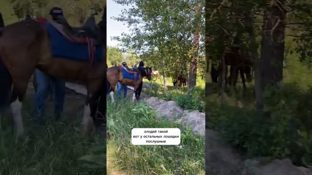 Прогулка на лошадях в Алматы среди гор #кочевники #казахстан #алматы #тревелблогер #горы смотреть онлайн