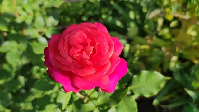 Бедная роза!? Закормленная до смерти Midsummer! Можно ли спасти розу от перекорма? смотреть онлайн