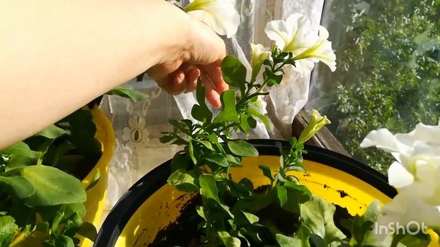 49.ПЕТУНИИ на балконе/ ФУКСИЯ зацвела