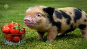Самые маленькие животные в мире. НЕОБЫЧНЫЕ ЖИВОТНЫЕ. Удивительные факты