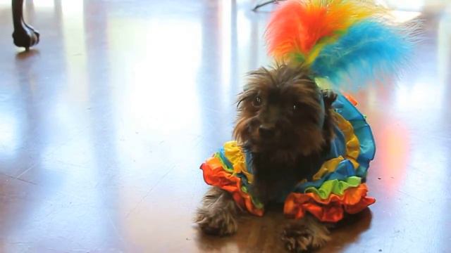 Posh Puppy Boutique Retail Store смотреть онлайн