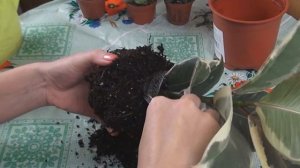 Фикус эластика Тинеке. Пересадка после покупки