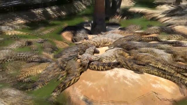 Вот Почему Плачут Крокодилы. Тайны царства животных смотреть онлайн