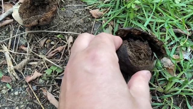 20.11.21. ст. Благовещенская. (Ч.Море) п. Виноградный ( парк) смотреть онлайн