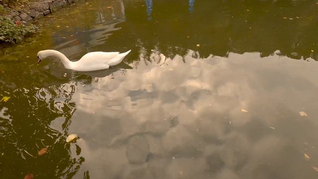 Успокаивающие пения птиц в осеннем парке для релаксации и успокоения нервной системы смотреть онлайн