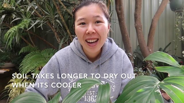 HOW TO CARE: RHAPHIDOPHORA DECURSIVA (NOT EPIPREMNUM PINNATUM!)