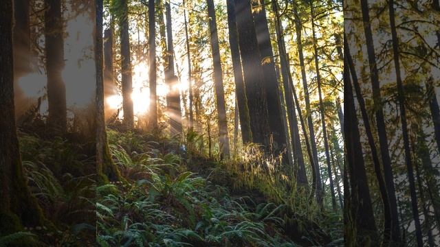 Звук покоя дзен-колик смотреть онлайн