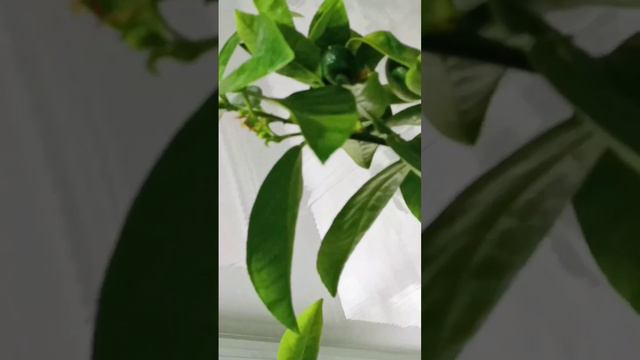 Утренний обход цитрусового сада на балконе. Доброе утро!