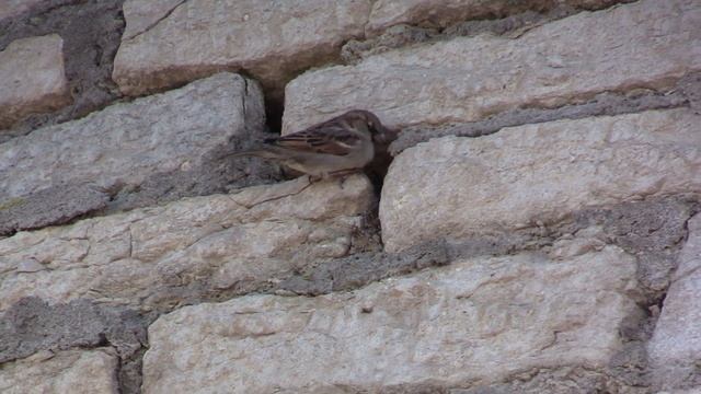 Элитное жилье в центре Пскова