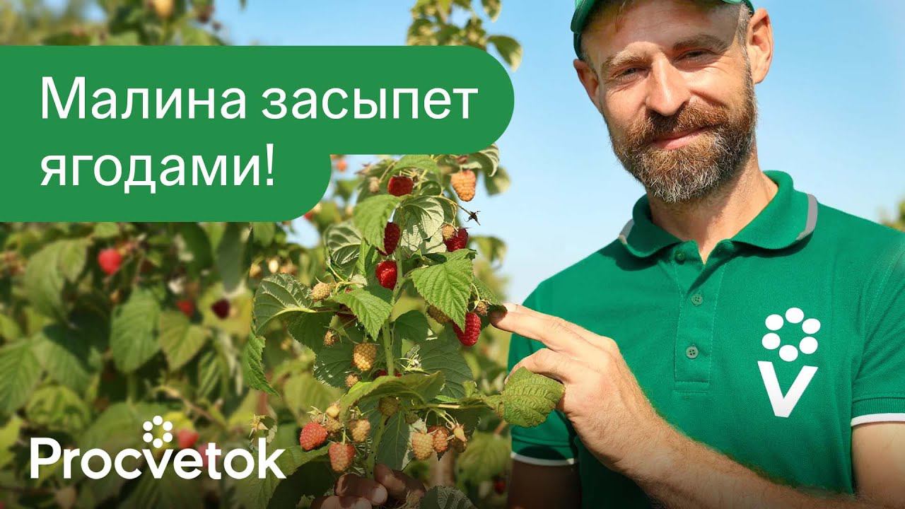 1 ЛОЖКА ПОД МАЛИНУ И ОНА ЗАВАЛИТ УРОЖАЕМ! Вот чем подкормить и обработать ремонтантную малину в июле смотреть онлайн