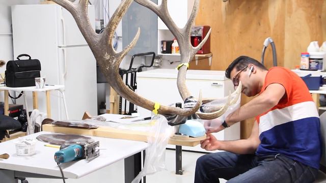 Horn mount, Antler mount, ELK Shed Antler mount using Van dyke's system смотреть онлайн