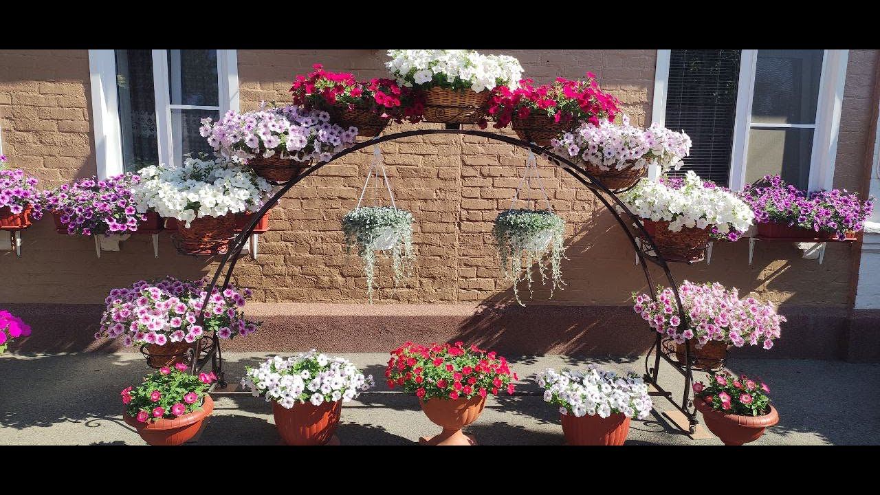 Шикарное цветение ампельных петуний в июне. Подробный обзор.1 часть. смотреть онлайн