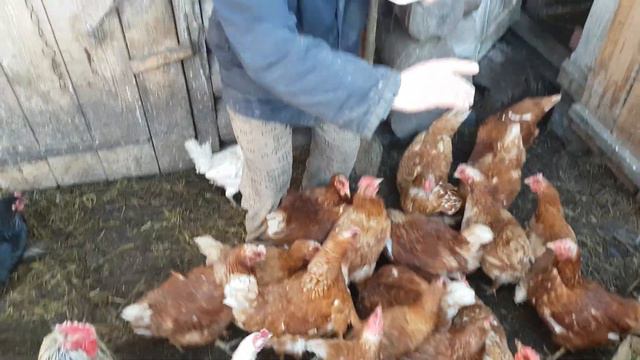 как стать бизнесменом/как стать фермером 2018/лайфхак/yan saint смотреть онлайн