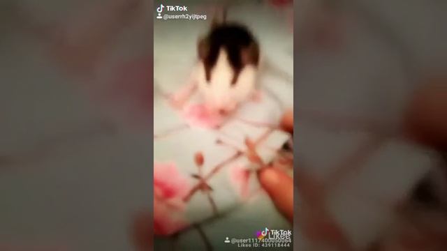 Моя крыса красивая смотреть онлайн