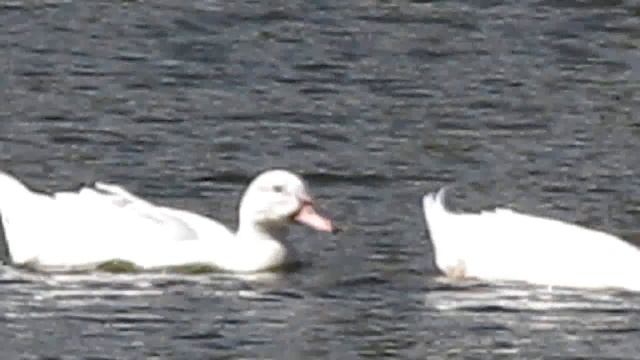 Canon Powershot SX170 IS ~ Video Test ~ Zoom Test ~ Focus Test ~ Photos - Review смотреть онлайн