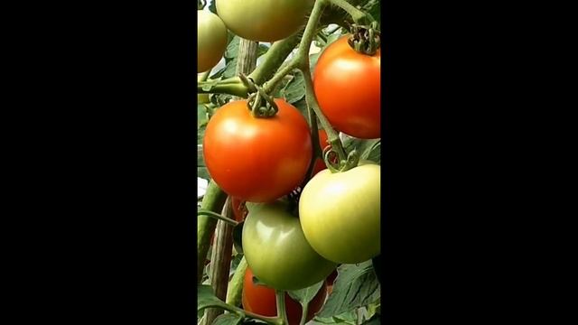 Зеленчук или плод е ДОМАТА? смотреть онлайн