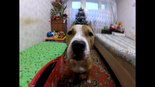 Когда скучно и нечем заняться АПБТ Дизель смотреть онлайн