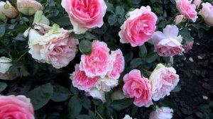 Роза Джет Сет! Мини обзор!