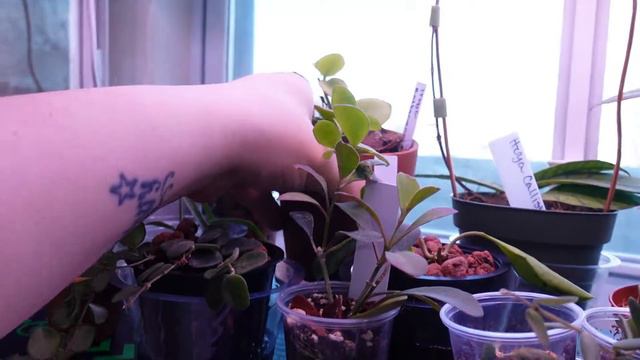 New Plant Growth/Let's Look At New Growth!/A Spring Growth Update смотреть онлайн