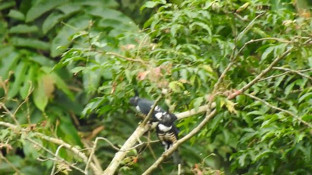 DSCN1789 Black Baza смотреть онлайн