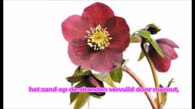 Louis Neefs - Laat ons een bloem (lyrics) смотреть онлайн