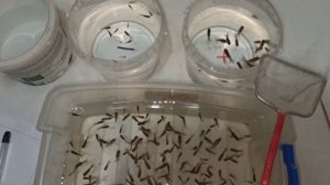 Сортировка малька золотой рыбки оранды.#золотыерыбки #прудсвоимируками #золотовпруду