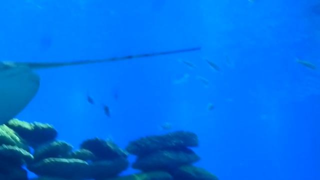 Подводная обсерватория, Дельфиний Риф, Эйлат смотреть онлайн