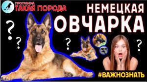 Такая порода - Немецкая овчарка