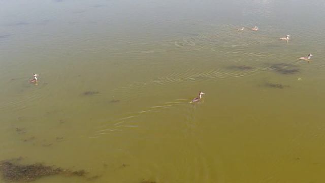 Чомги.... смотреть онлайн