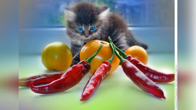 ПОЛЁТ КОТОВ НА ВОЗДУШНОМ ШАРЕ смотреть онлайн