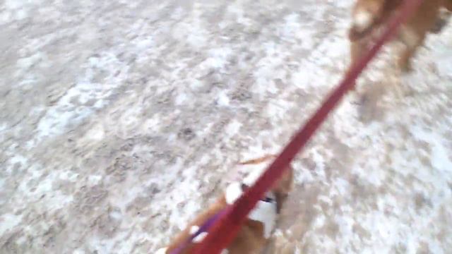 Кто шагает дружно в ряд...? Наших амстаффиков отряд!:))