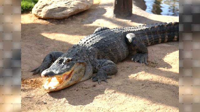 Angry Alligator growls Sound Effect смотреть онлайн