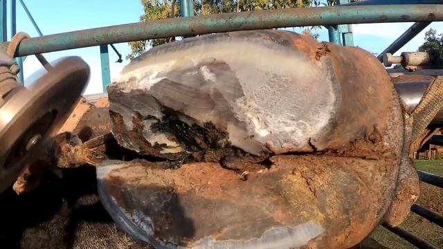 Arame no Casco ...animal abandonado смотреть онлайн