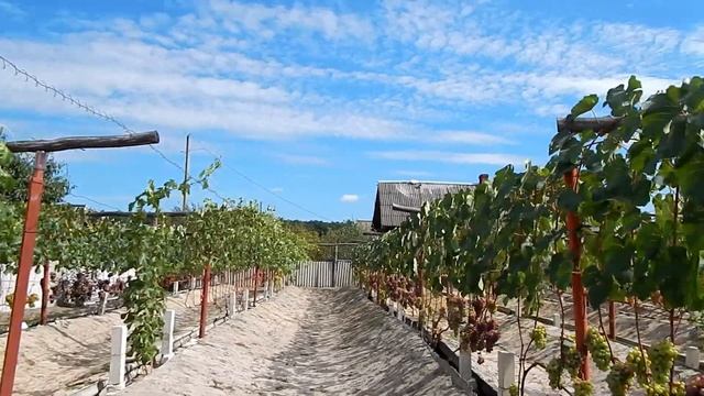 Два надёжных ( розово синих) сорта винограда. Беларусь. смотреть онлайн